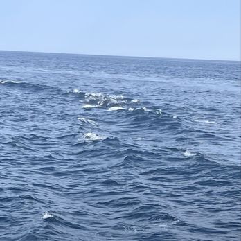 Cap'n Fish's Cruises - Dolphins - Boat Charters Near Me - Boothbay Harbor, Maine Cap'n Fish's Cruises - Dolphins - Boat Charters Near Me - Boothbay Harbor, Maine