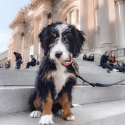 Walnut Valley Puppies - F1 Mini Bernedoodle