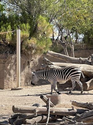 El Paso Zoo and Botanical Gardens by null