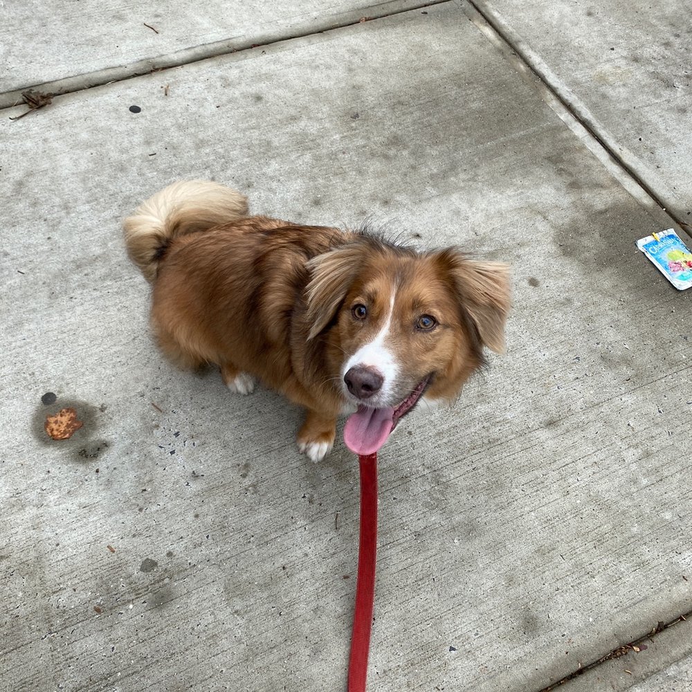 Pawmos Dog Training - undefined - Dog Walkers Near Me