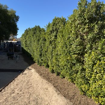 Greenest Landscaping - Landscaping Near Me Greenest Landscaping - Landscaping Near Me