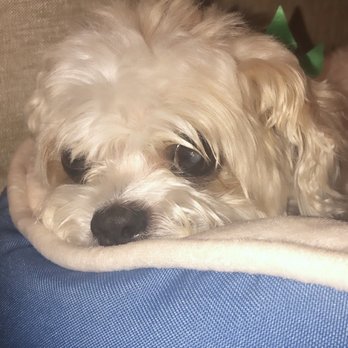 Hollywood Mobile Grooming - Pet Groomers Near Me