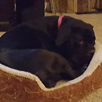 Off Leash K9 Training - Nike relaxing in "Place" - Pet Training Near Me - Woodbridge, Virginia