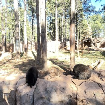 Bearizona - Walk through portion- bear cubs - Zoos Near Me - Williams, Arizona Bearizona - Walk through portion- bear cubs - Zoos Near Me - Williams, Arizona