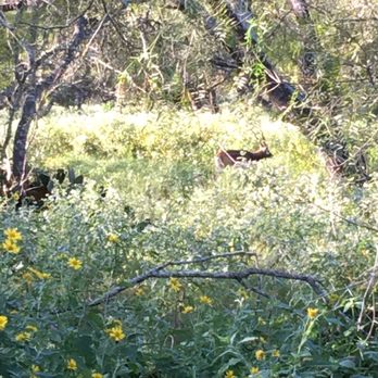 Independence Ranch - Independence Ranch - Wildlife Hunting Ranges Near Me - Waelder, Texas