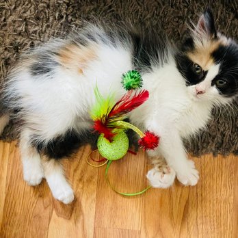 PetSmart - LucyFurr. Adopted from PetSmart and 99 Kittens rescue! - Pet Stores Near Me - PALM BEACH GARDENS, Florida