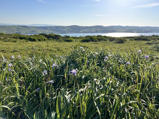 Tomales Point Trailhead by null