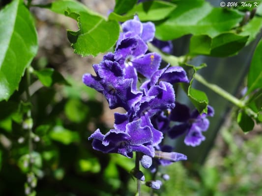 Ximenez-Fatio House Museum by null
