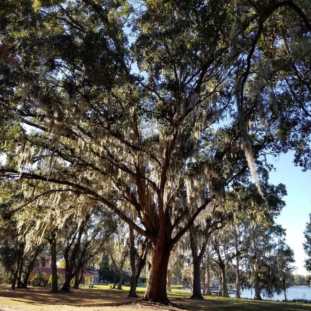 Clear Lake Park - I just love these trees. - Parks Near Me - Orlando, Florida