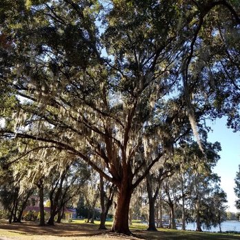 Clear Lake Park - I just love these trees. - Parks Near Me - Orlando, Florida