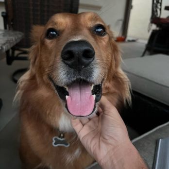 Jordan's Happy Pups - Lots of love and attention! - Dog Walkers Near Me - San Clemente, California Jordan's Happy Pups - Lots of love and attention! - Dog Walkers Near Me - San Clemente, California