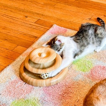 Crooked Tail Cat Cafe - Pet Adoption Near Me - Greensboro, North Carolina