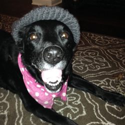 Kona's Loving Paws