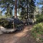 Evergreens Nursery Trees