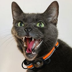 Tucker Road Animal Hospital - She's feisty!