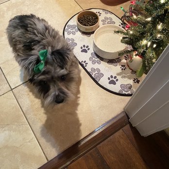 K-9 Pro Cuts - Not a really good pic but this is Mayzie after her first trip to have her hair done. - Pet Groomers Near Me - Flowood, Mississippi