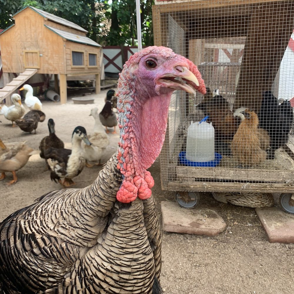 Happi Farm - Community Service/Non-Profit Near Me - Davie, Florida Happi Farm - Community Service/Non-Profit Near Me - Davie, Florida