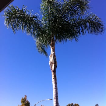 Red Maple Tree Service - After Trimming - Tree Services Near Me - San Diego, California Red Maple Tree Service - After Trimming - Tree Services Near Me - San Diego, California