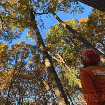 TreeJob - Tree Services Near Me - Marietta, Georgia TreeJob - Tree Services Near Me - Marietta, Georgia