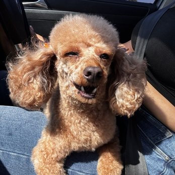 Spoiled Paws Grooming - Koko with new wash/ haircut & brushed teeth - Pet Groomers Near Me - Norwalk, California Spoiled Paws Grooming - Koko with new wash/ haircut & brushed teeth - Pet Groomers Near Me - Norwalk, California