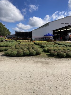 Pee Dee State Farmers Market by null