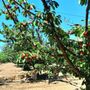 Photo of Novakovich Orchards