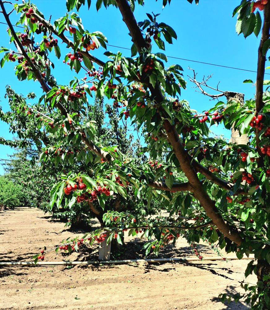 Novakovich Orchards Logo