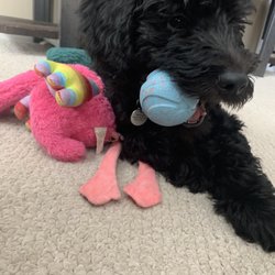 Canine Companion- Abbie Volpone - Spoiled puppy, Freya