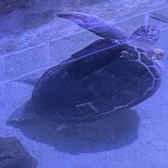 Key West Aquarium - Aquariums Near Me - Key West, Florida