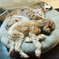 Breezewood Kennels - My two babies
