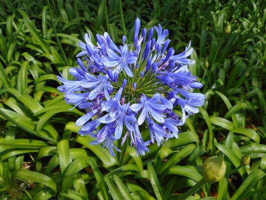 Parque de Santa Catarina by null