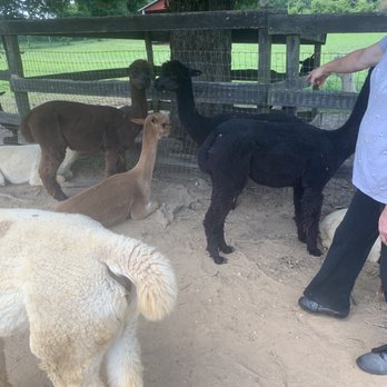 Alpaca Lane Criations - Petting Zoos Near Me - Upper Marlboro, Maryland