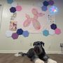 Pittsboro Pups