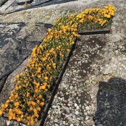 A & R Nursery - Flowers ~