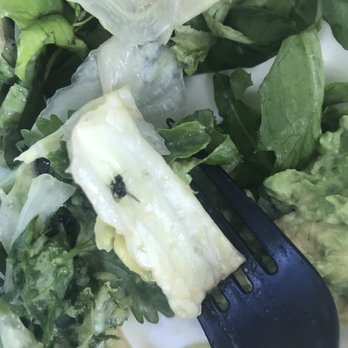 8oz Poke - Fly in the salad - Poke Near Me - Studio City, California 8oz Poke - Fly in the salad - Poke Near Me - Studio City, California