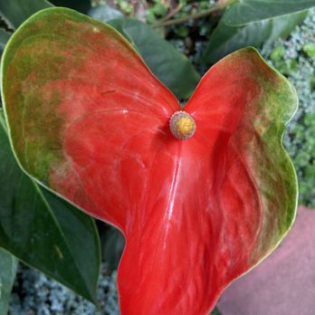 Lincoln Park Conservatory - Parks Near Me - Chicago, Illinois Lincoln Park Conservatory - Parks Near Me - Chicago, Illinois