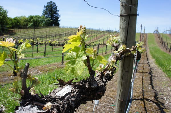 BobDog Wines by null