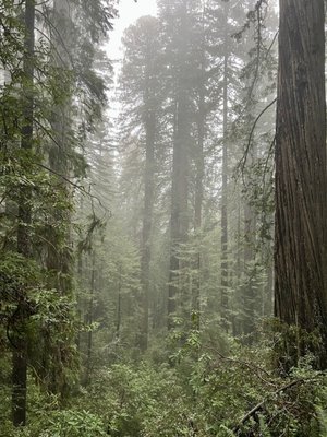 Lady Bird Johnson Grove Trail by null