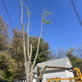 Five Star Tree & Stump Removal - Tree Services Near Me Five Star Tree & Stump Removal - Tree Services Near Me