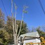 Photo of Five Star Tree & Stump Removal