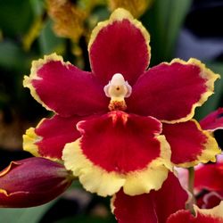 E.F.G. Orchids