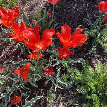 Denver Botanic Gardens - Flowers - Botanical Gardens Near Me - Denver, Colorado