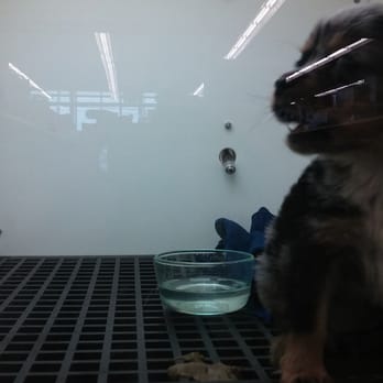 Petland Largo - (っ‸c) - Pet Stores Near Me - Largo, Florida Petland Largo - (っ‸c) - Pet Stores Near Me - Largo, Florida