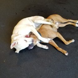 Club K-9 - Too tired to stand up but still have to play!