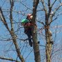 Photo of Ricks Tree Service