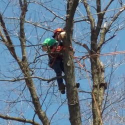 Ricks Tree Service - Employee cutting down