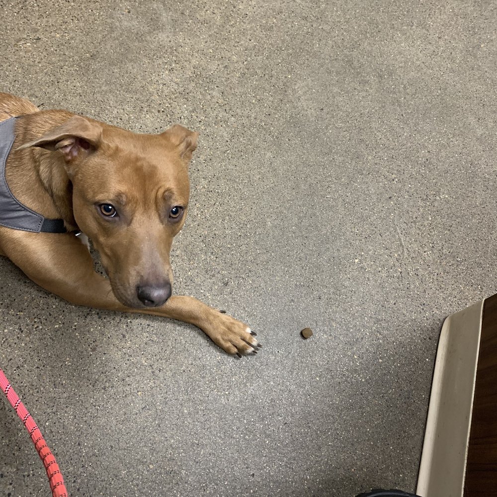 EASTOWN VETERINARY CLINIC 201 Photos & 114 Reviews 1350 Lake Dr