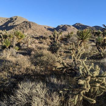 Late Night Trailhead - Plants - Hiking Near Me - Blue Diamond, Nevada Late Night Trailhead - Plants - Hiking Near Me - Blue Diamond, Nevada