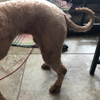 CF Personal Grooming Salon - After - Pet Groomers Near Me - Spring, Texas