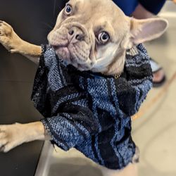 Cute frenchie in a poncho. Dogs allowed on the outside patio